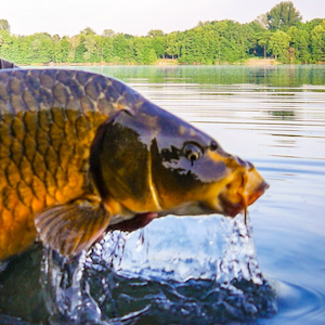 Zielfisch Karpfen - das richtige Angelzubehör